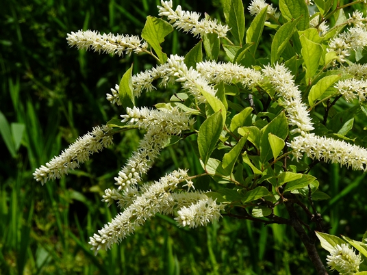 {Itea virginica}